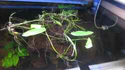 Pflanzen im Aquarium Diskus Traum # abgebaut#
