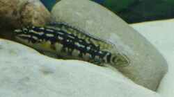 Männchen von Julidochromis marlieri