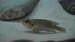 Männchen meines Lamprologus ocellatus `Gold`