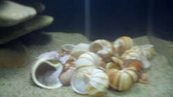 Die Schneckenhäuser auf der rechten Beckenseite.