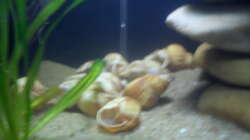 Die Schneckenhäuser in der linken Beckenseit