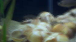 Besatz im Aquarium Sckneckenbuntbarsche