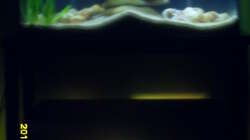 Das Regal mit 2 Aquarien.