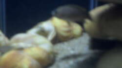 leider nicht so gut zu erkennen