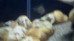 Besatz im Aquarium Sckneckenbuntbarsche