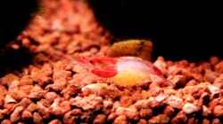 Rilli Shrimp mit Eiern