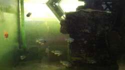 Besatz im Aquarium mini-finkys