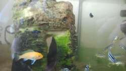 Besatz im Aquarium mini-finkys