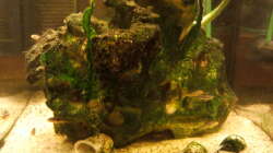 Aquarium mini-finkys