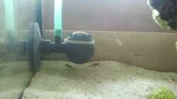 Besatz im Aquarium mini-finkys