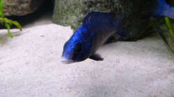 Aquarium African Tank Pl.Mdoka