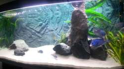 Besatz im Aquarium African Tank Pl.Mdoka