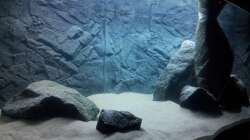 Aquarium African Tank Pl.Mdoka