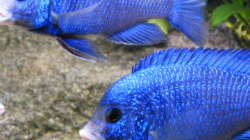 Aquarium African Tank Pl.Mdoka