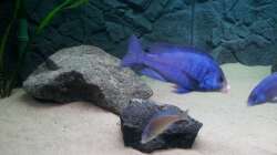 Besatz im Aquarium African Tank Pl.Mdoka