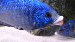 Aquarium African Tank Pl.Mdoka