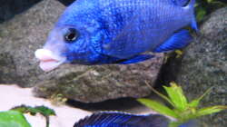 Aquarium African Tank Pl.Mdoka