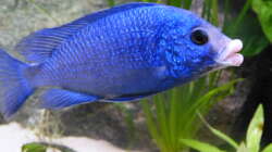 Dekoration im Aquarium African Tank Pl.Mdoka