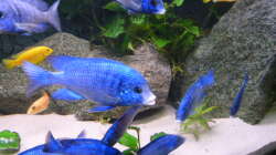 Aquarium African Tank Pl.Mdoka