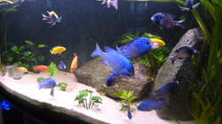 Aquarium African Tank Pl.Mdoka