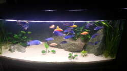 Aquarium African Tank Pl.Mdoka