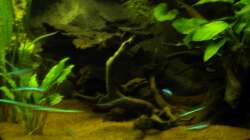 Wurzeln mit Erlenzapfen rechs