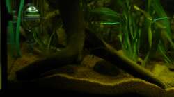 Morkienwurzel mit Iglu dahinter