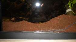 Das erste Gelege, oder wir bauen uns unser Haus selbst!!! 08.11.12