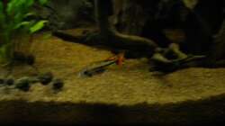 Besatz im Aquarium Südamerika