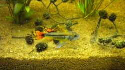 Besatz im Aquarium Südamerika