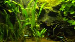 Cryptocoryden und Amazonas