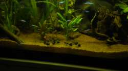 Besatz im Aquarium Südamerika