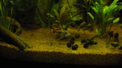 Besatz im Aquarium Südamerika