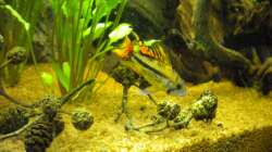 Besatz im Aquarium Südamerika