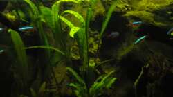 Besatz im Aquarium Südamerika