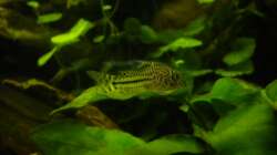 Besatz im Aquarium Südamerika