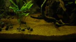 Besatz im Aquarium Südamerika