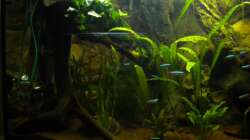 Besatz im Aquarium Südamerika