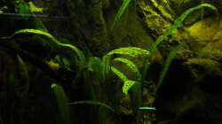 Besatz im Aquarium Südamerika