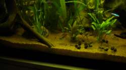 Besatz im Aquarium Südamerika