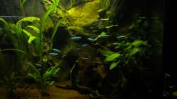 Besatz im Aquarium Südamerika