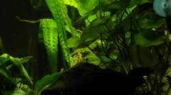 Seite mit Hydrocotyle leucocephala im Vordergrund