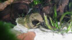 Antennenwelsvater mit Jungen in Röhre