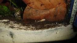 Kleiner Albino Antennenwels und Dornauge