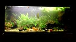 MrAquas 240er nach einrichtung