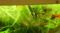 Die Fressen auch aus der Pinzette :P