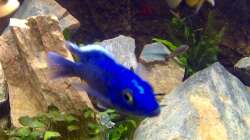 Besatz im Aquarium Steinbruch (nur noch als Beispiel)