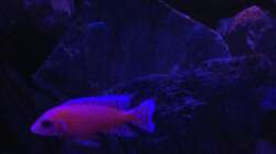 Firefish Spätabends