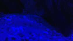 Bodengrund bei Mondlicht