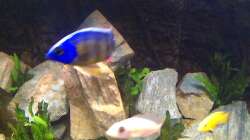 Besatz im Aquarium Steinbruch (nur noch als Beispiel)